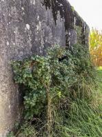 Ligne Maginot - SCHWEINECK 1 - (Blockhaus pour arme infanterie) - 