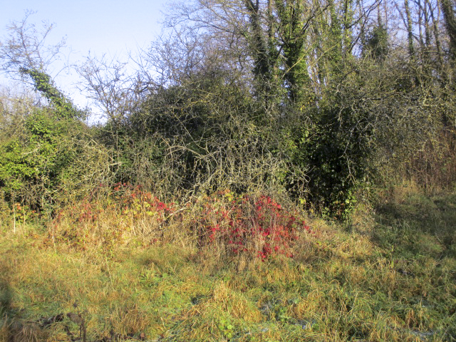 Ligne Maginot - B430 - CONDE 10 (Blockhaus pour arme infanterie) - Emplacement possible de ce blockhaus dans un bosquet. - Smardz Félix