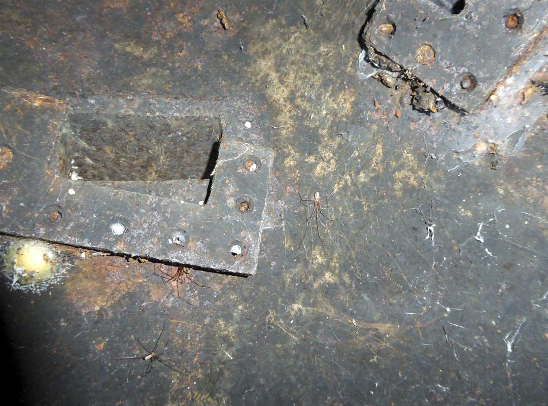 Ligne Maginot - B465 - BARAQUE DES CHASSEURS - (Blockhaus pour canon) -  - François VILLARS