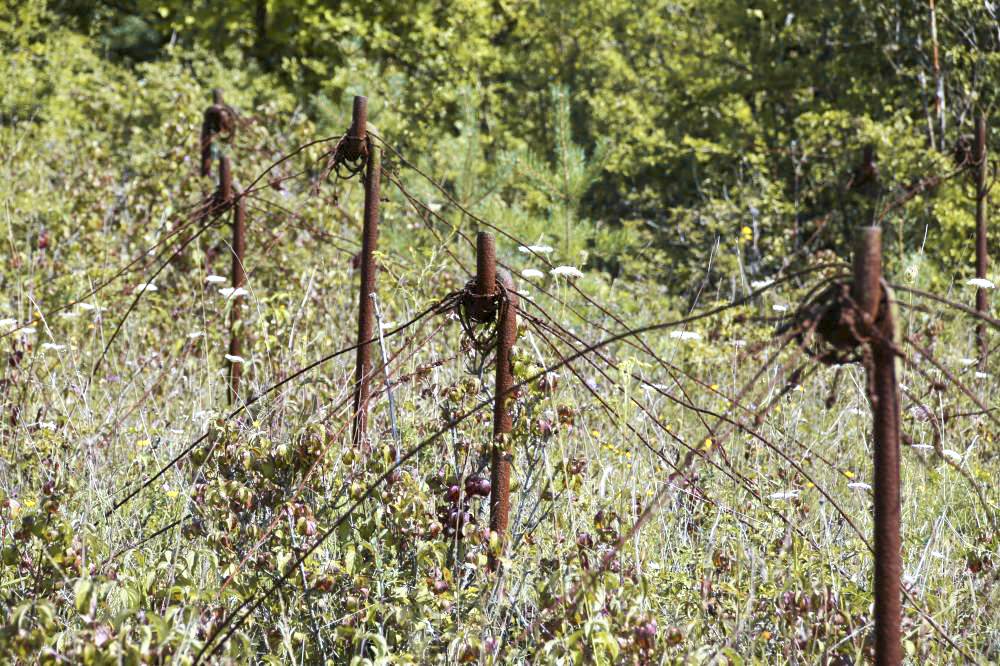 Ligne Maginot - WITTRING - (Casemate d'infanterie) - Les barbelés autour de la casemate