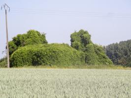 Ligne Maginot - B584 - TAISNIERES (Blockhaus pour canon) - Photo prise de la Chaussée Brunehaut.