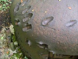Ligne Maginot - C24 - VIVIER NUTHIAU EST - (Casemate d'infanterie) - 