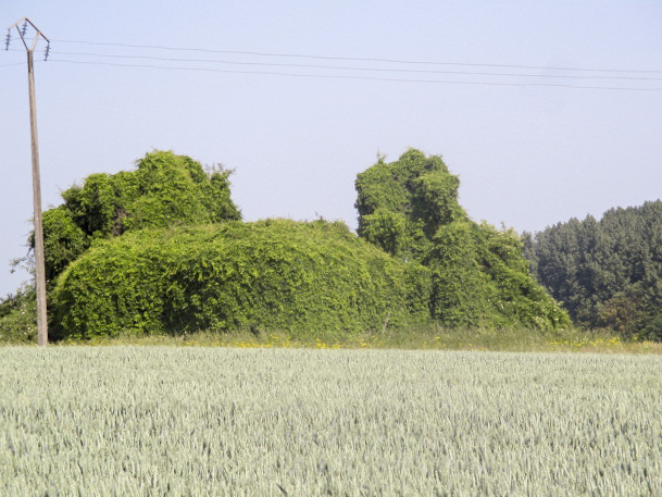 Ligne Maginot - B584 - TAISNIERES (Blockhaus pour canon) - Photo prise de la Chaussée Brunehaut.