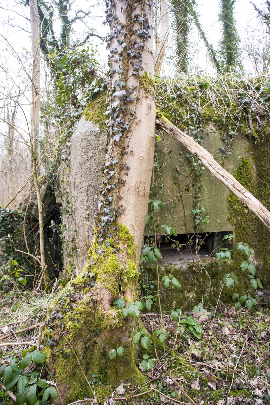Ligne Maginot - B588 - BOIS DES LANIERES 1 - (Blockhaus pour canon) -  - Lia VERMEULEN