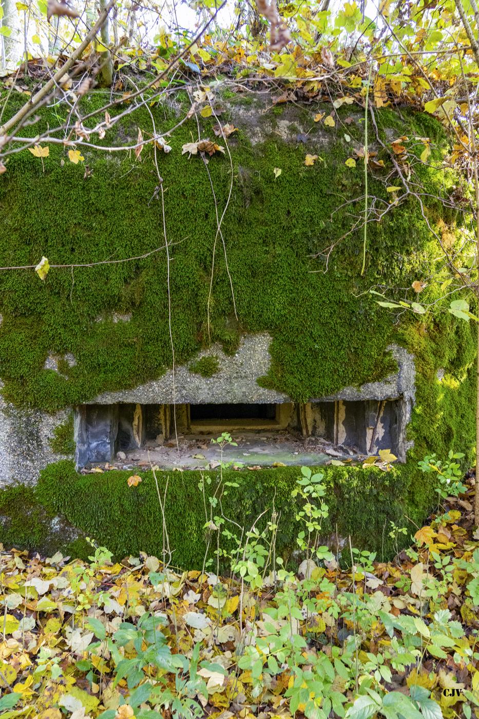 Ligne Maginot - B596 - BOIS DES LANIERES 8 - (Blockhaus pour canon) - 