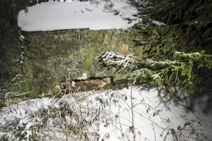 Ligne Maginot - CB286 - PESCH OUEST - (Blockhaus pour arme infanterie) - Le blockhaus est à demi-ceinturé par une réalisation annexe, comportant un certain nombres de créneaux de tirs, aux orientations variées.
