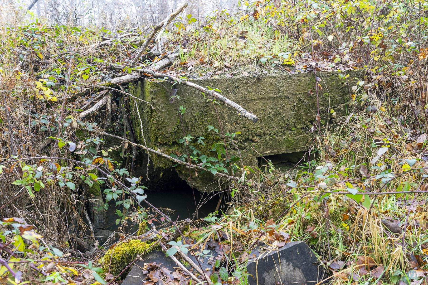 Ligne Maginot - CB81-C - MEIEREI 1 - (Blockhaus pour arme infanterie) - Le blockhaus disparaît sous les ronces