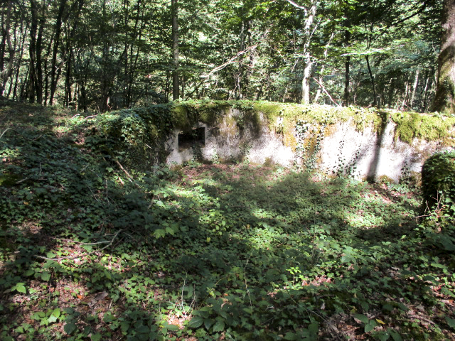 Ligne Maginot - B734 - BOIS DE CHATENIERE - (Cuve pour arme d'infanterie) - La végétation a repris ses droits.