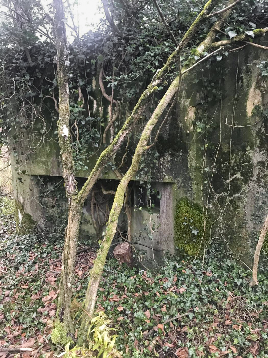 Ligne Maginot - MUEHLBACH 1 - (Blockhaus pour arme infanterie) -  - Arthur