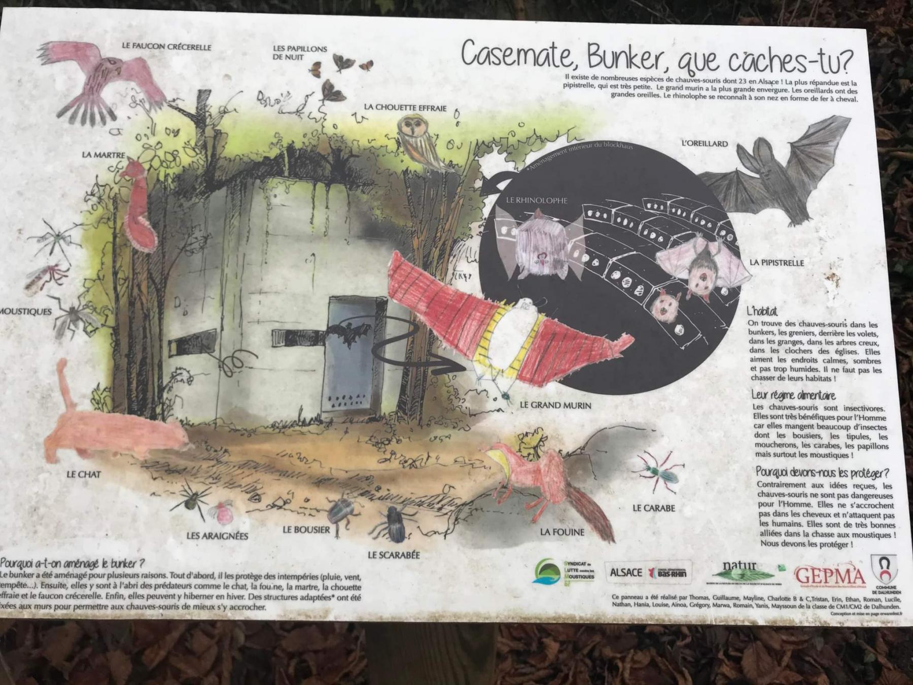 Ligne Maginot - DALHUNDEN OUEST - (Abri) - L’abri aménagé en refuge pour chauves-souris - Arthur