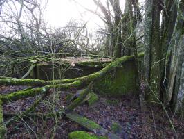 Ligne Maginot - RIMERSBERG 1 - (Blockhaus pour arme infanterie) - Le blockhaus caché dans un bosquet.