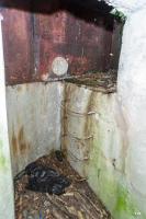Ligne Maginot - LANGSTWALD 4 - (Blockhaus pour arme infanterie) - 