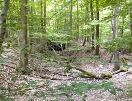 Ligne Maginot - PFAFFENBUSCH 5 - (PC) - 