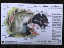 Ligne Maginot - BAHLIEN - (Abri) - L’abri aménagé comme refuge à chauve-souris