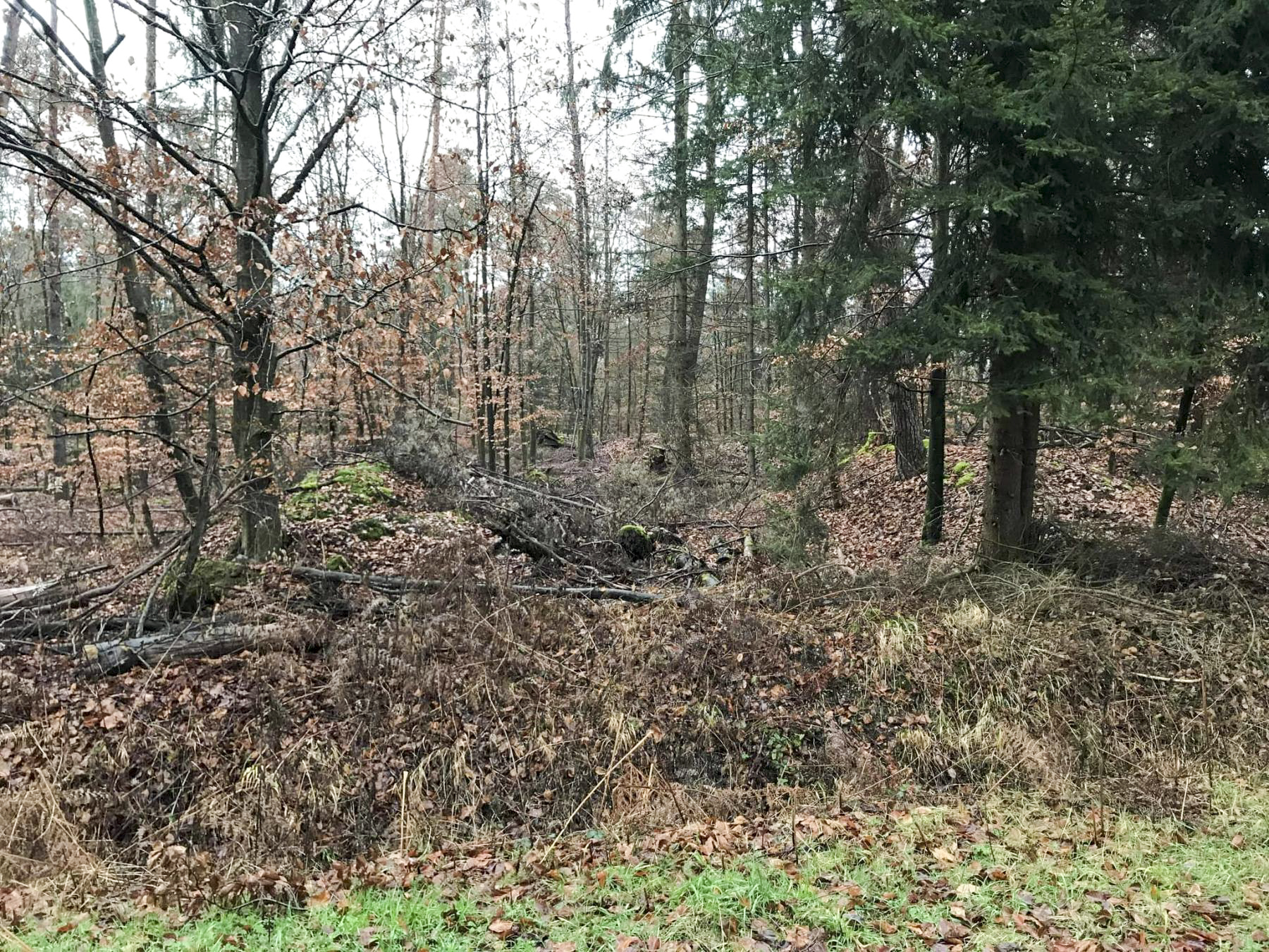 Ligne Maginot - SOUFFLENHEIM NORD - (Dépôt de Munitions) - Vue depuis le chemin forestier