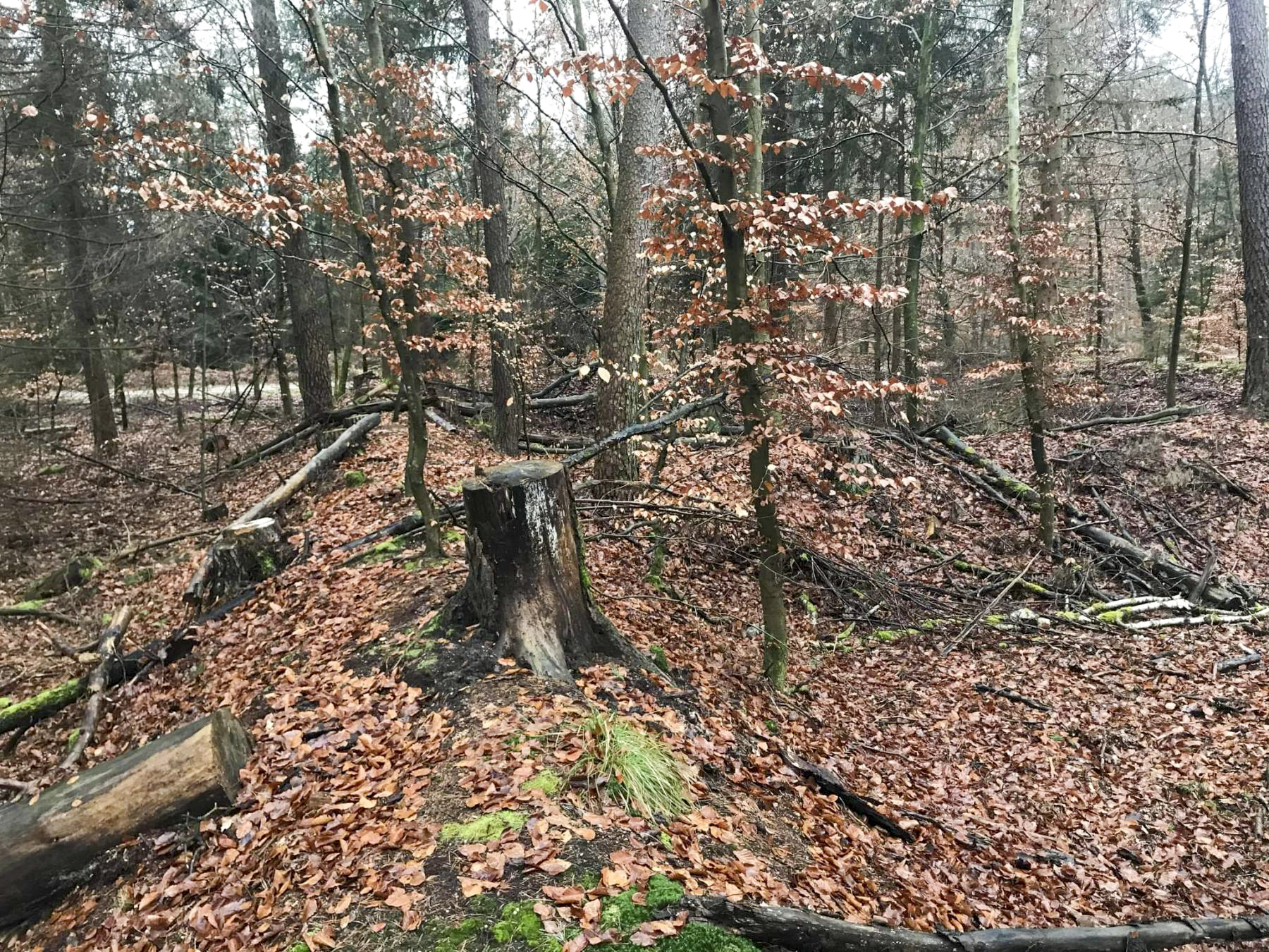 Ligne Maginot - SOUFFLENHEIM NORD - (Dépôt de Munitions) - Vue des remblais, avec le chemin forestier en arrière plan