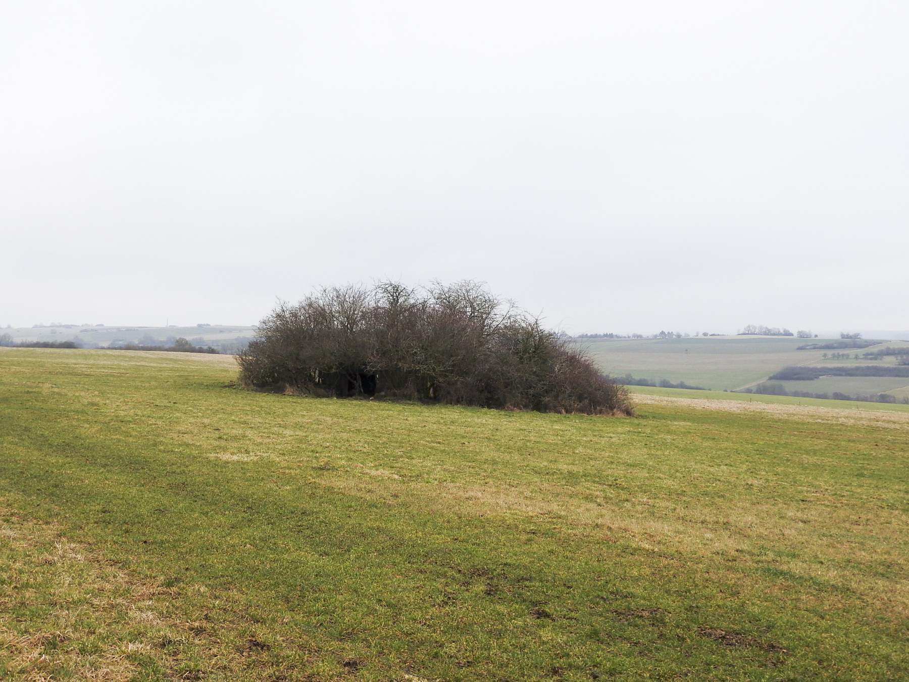 Ligne Maginot - LANTZWILLER - (Blockhaus pour canon) - Le blockhaus caché dans un fourré. - STENGER Mathieu