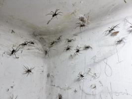 Ligne Maginot - 21M - (Chambre de coupure) - Les nouveaux habitants de la chambre de coupure sont en nombre !