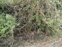 Ligne Maginot - DEHLINGEN NORD - (Central téléphonique d'observation) - Créneau frontal de l'observatoire, masqué dans la végétation