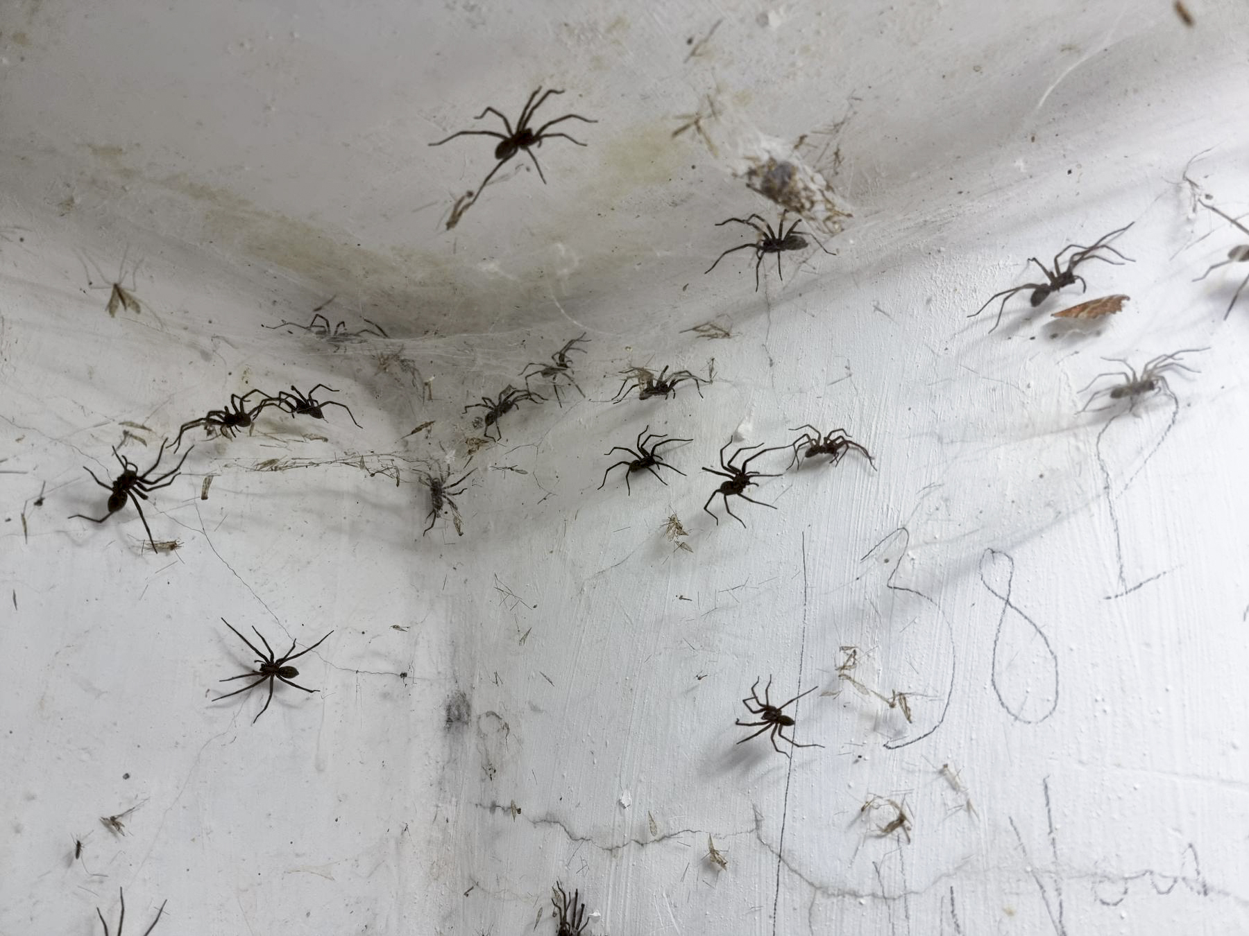 Ligne Maginot - 21M - (Chambre de coupure) - Les nouveaux habitants de la chambre de coupure sont en nombre !