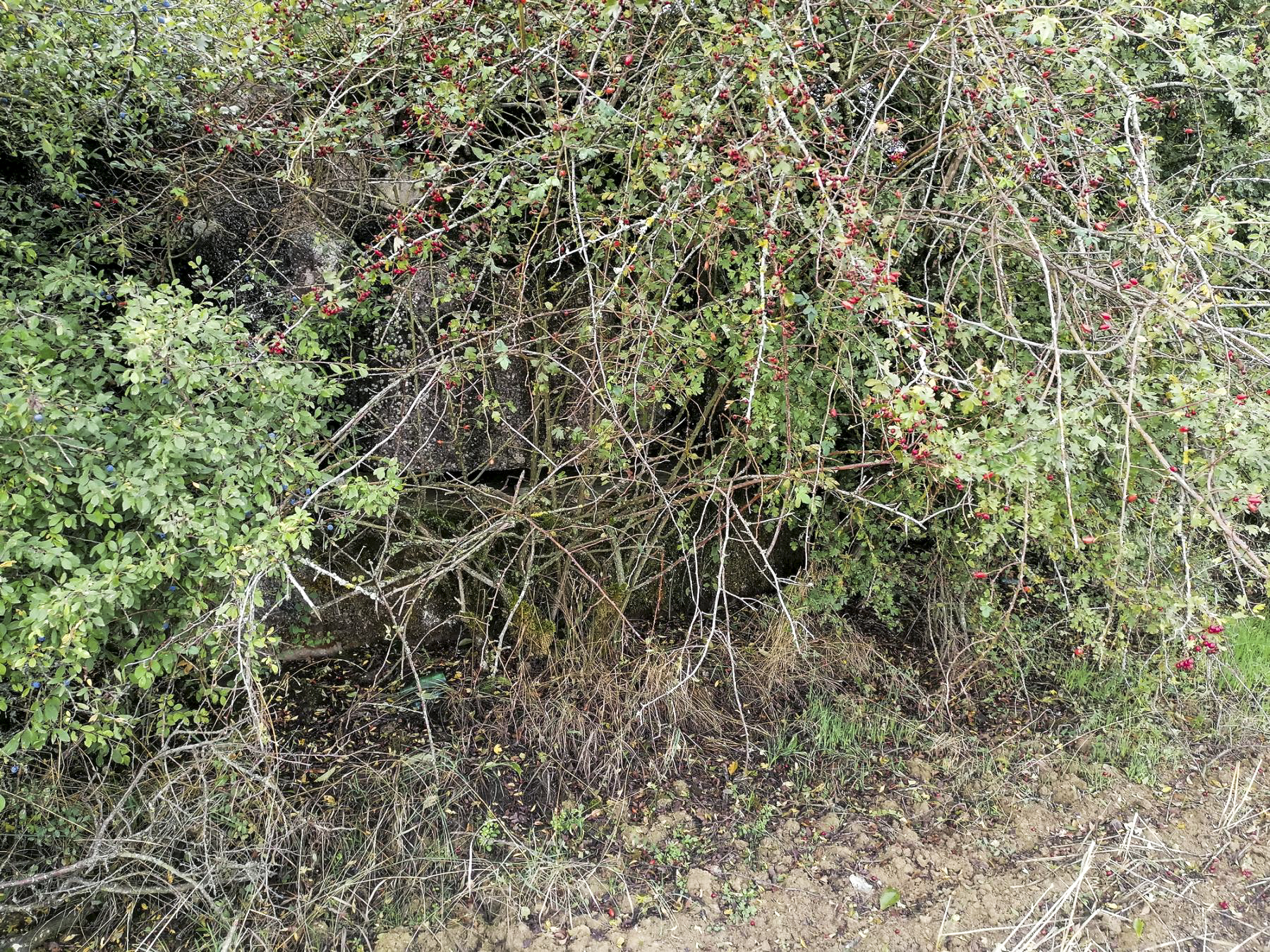 Ligne Maginot - DEHLINGEN NORD - (Central téléphonique d'observation) - Créneau frontal de l'observatoire, masqué dans la végétation - Dominique Diss