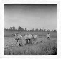 Ligne Maginot - FORT LOUIS OUEST - (Casemate d'infanterie - double) - Les hommes employés aux travaux des champs pendant la 'drôle de guerre'