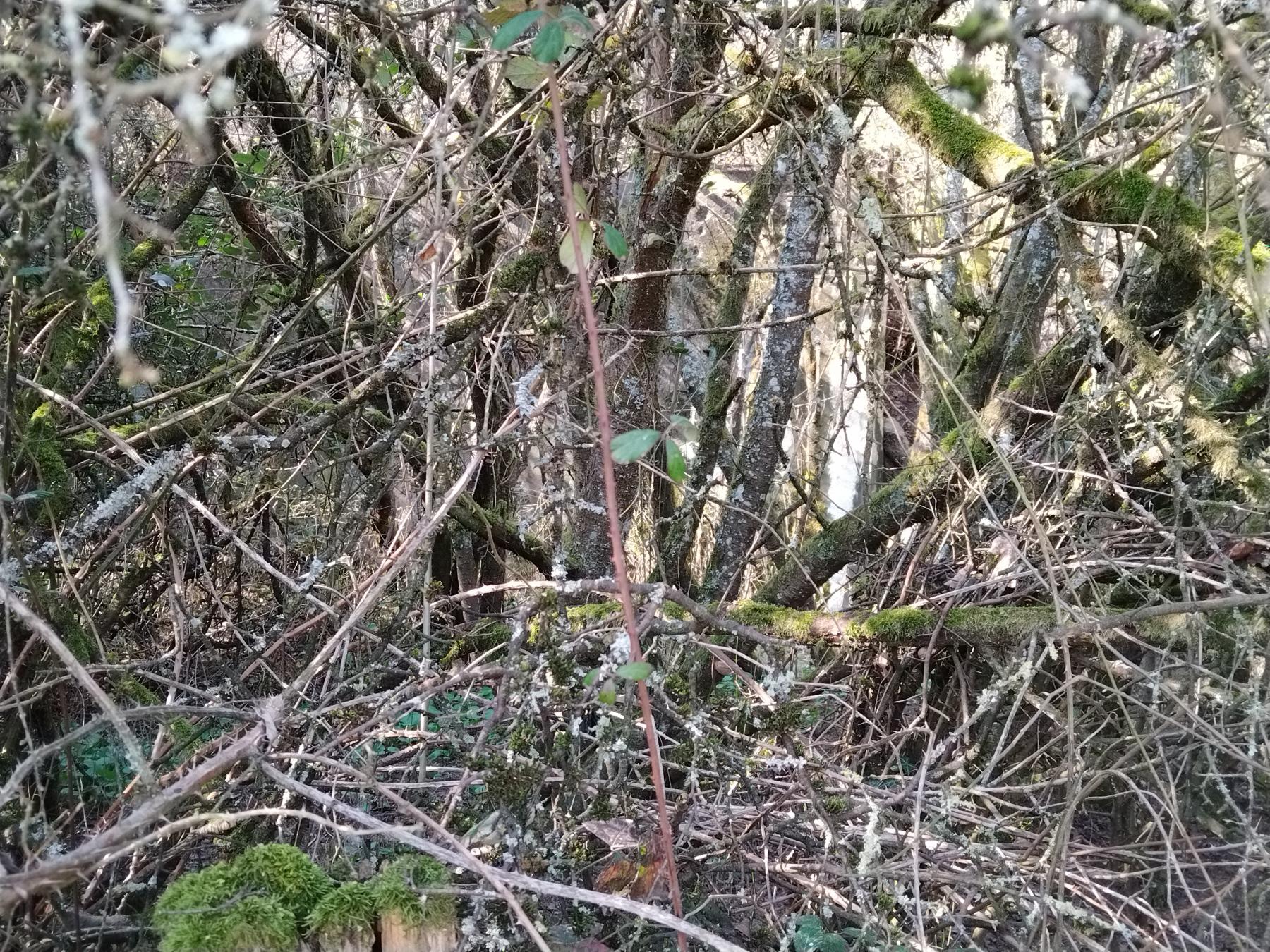 Ligne Maginot - C10 - DIGUE DE RICHELING 2 - (Blockhaus pour canon) - N'est malheureusement pas approchable....sous les ronces