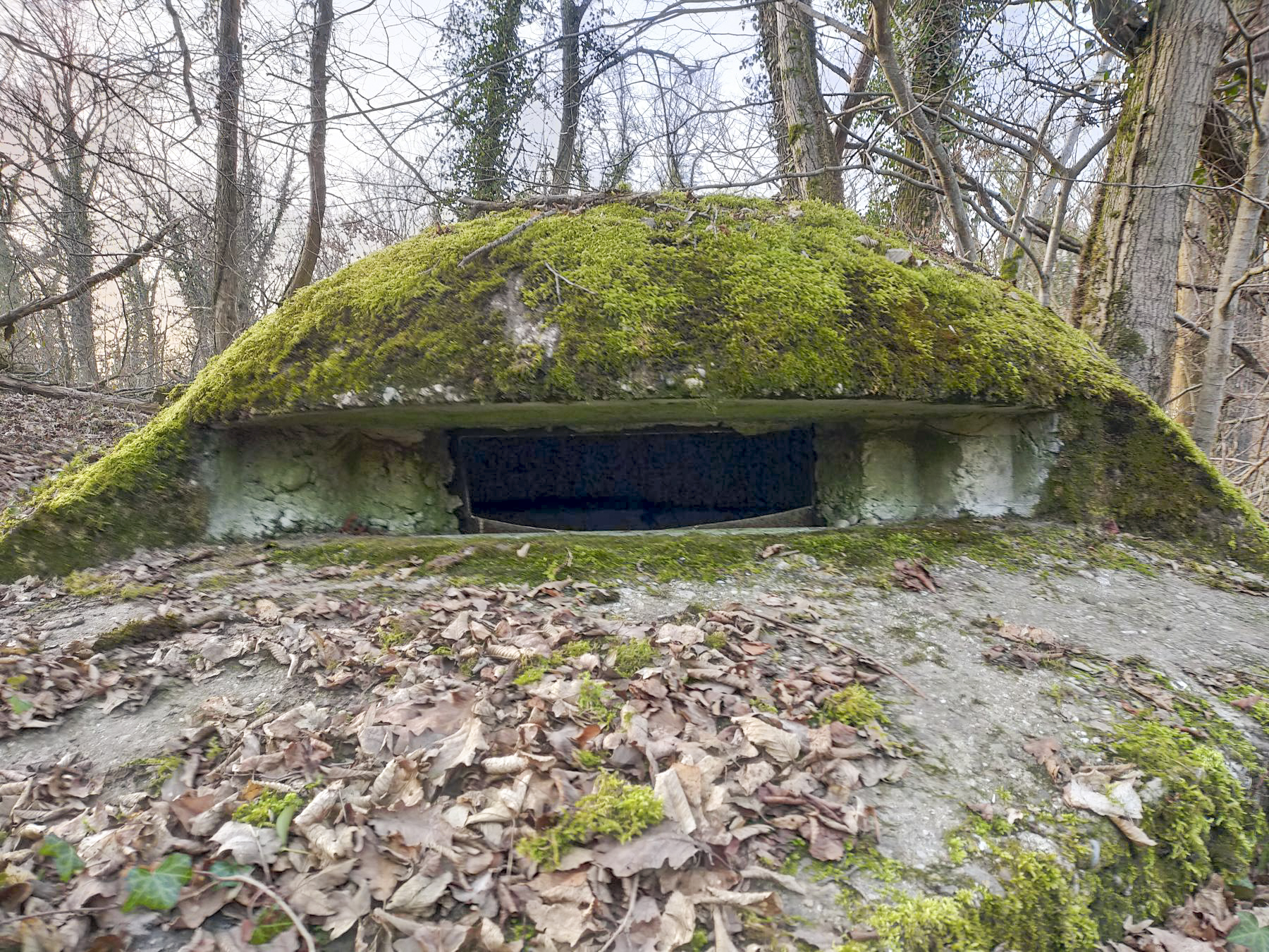Ligne Maginot - PA DU CARREFOUR 252-3 - (Blockhaus pour arme infanterie) - La coupole recouverte de mousse.