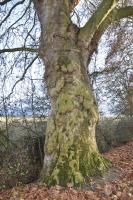 Ligne Maginot - ECLUSE 52 - (Observatoire d'infanterie) - Les barreaux sont encadrés.