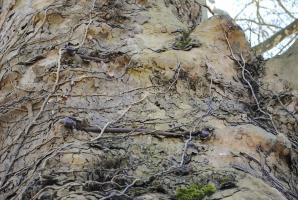 Ligne Maginot - ECLUSE 52 - (Observatoire d'infanterie) - Quelques détails