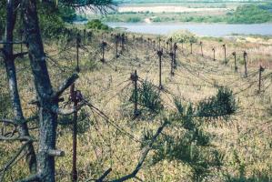 Ligne Maginot - TETING - A38 - (Ouvrage d'infanterie) - Réseau de barbelés près du bloc 3
