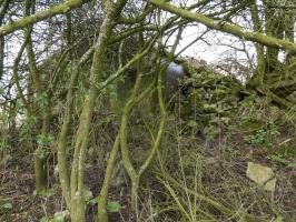Ligne Maginot - B774 - LE ROND-BOIS - (Blockhaus pour canon) - 