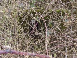 Ligne Maginot - B773 - MORENRIEUX - (Abri) - 