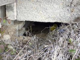 Ligne Maginot - A62 - PETIT HONGREAU SUD - (Casemate d'infanterie - Simple) - 