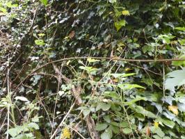 Ligne Maginot - B819 - BEAUWELTZ - (Blockhaus pour canon) - 