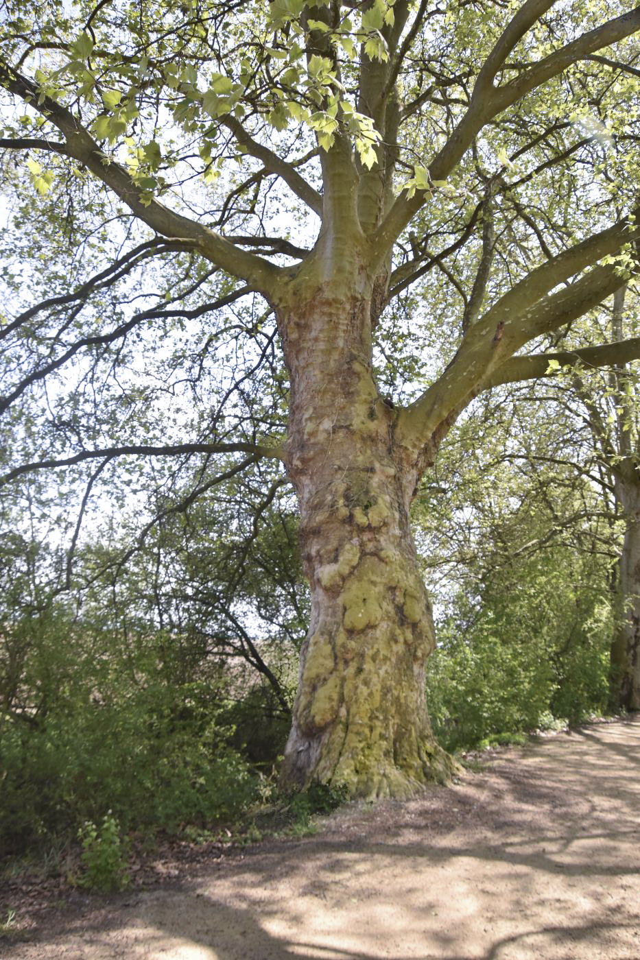 Ligne Maginot - ECLUSE 52 - (Observatoire d'infanterie) -  - Daniel Froehly