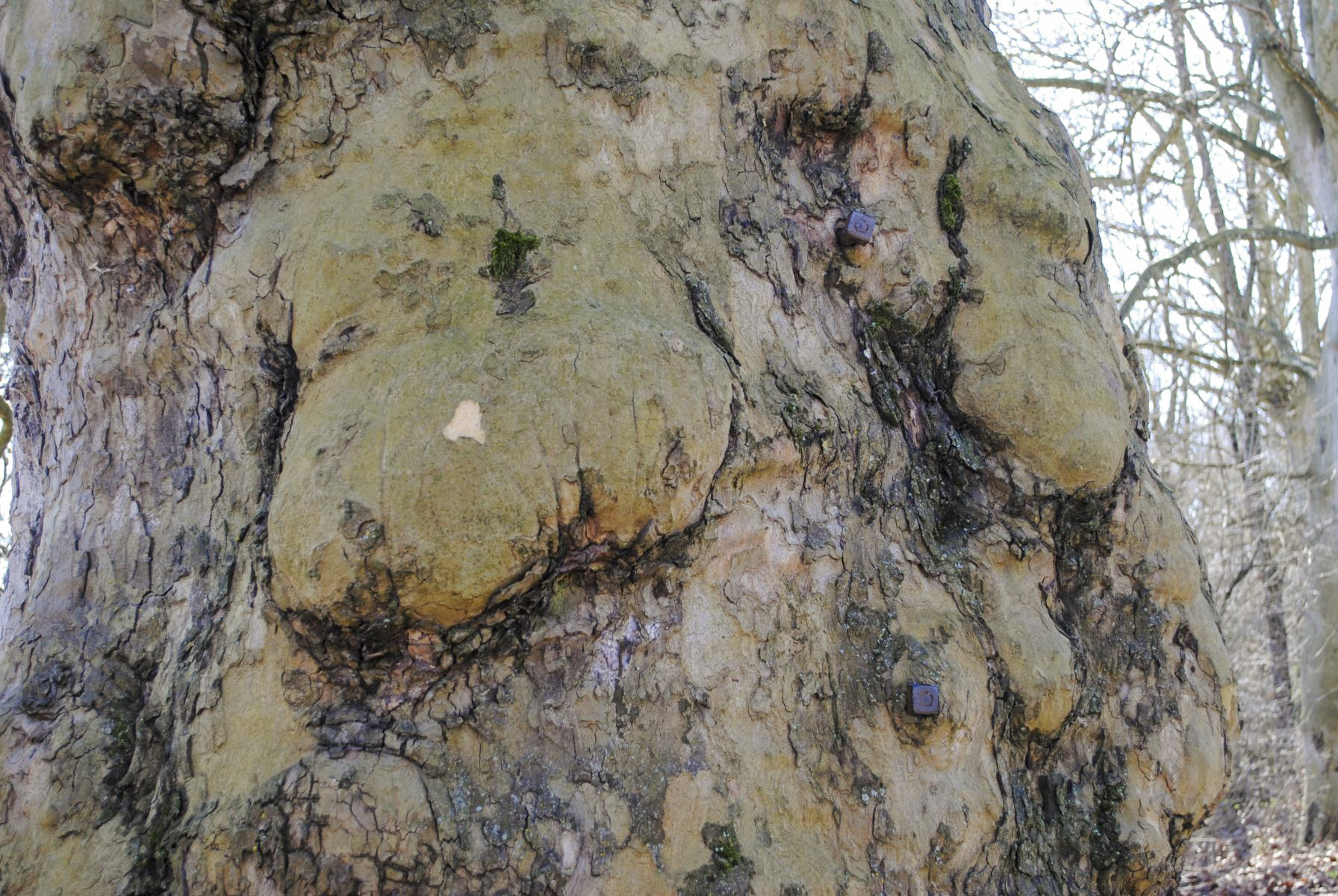 Ligne Maginot - ECLUSE 52 - (Observatoire d'infanterie) - Quelques détails - N.Muller