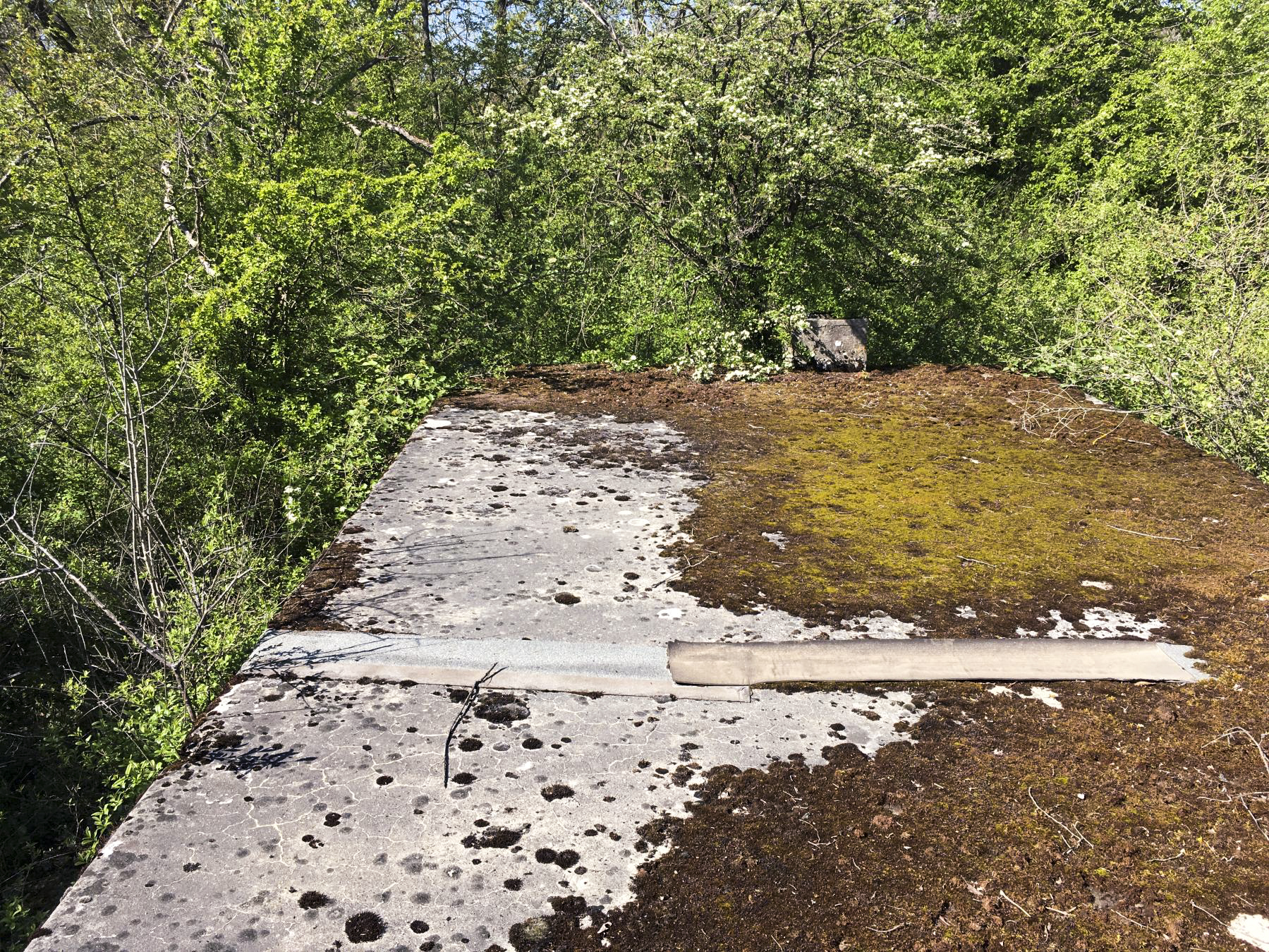 Ligne Maginot - BOIS DE DESSENHEIM SUD-OUEST 6 - (PC) - Toit de l'abri Ouest - Timothée DUCHÊNE