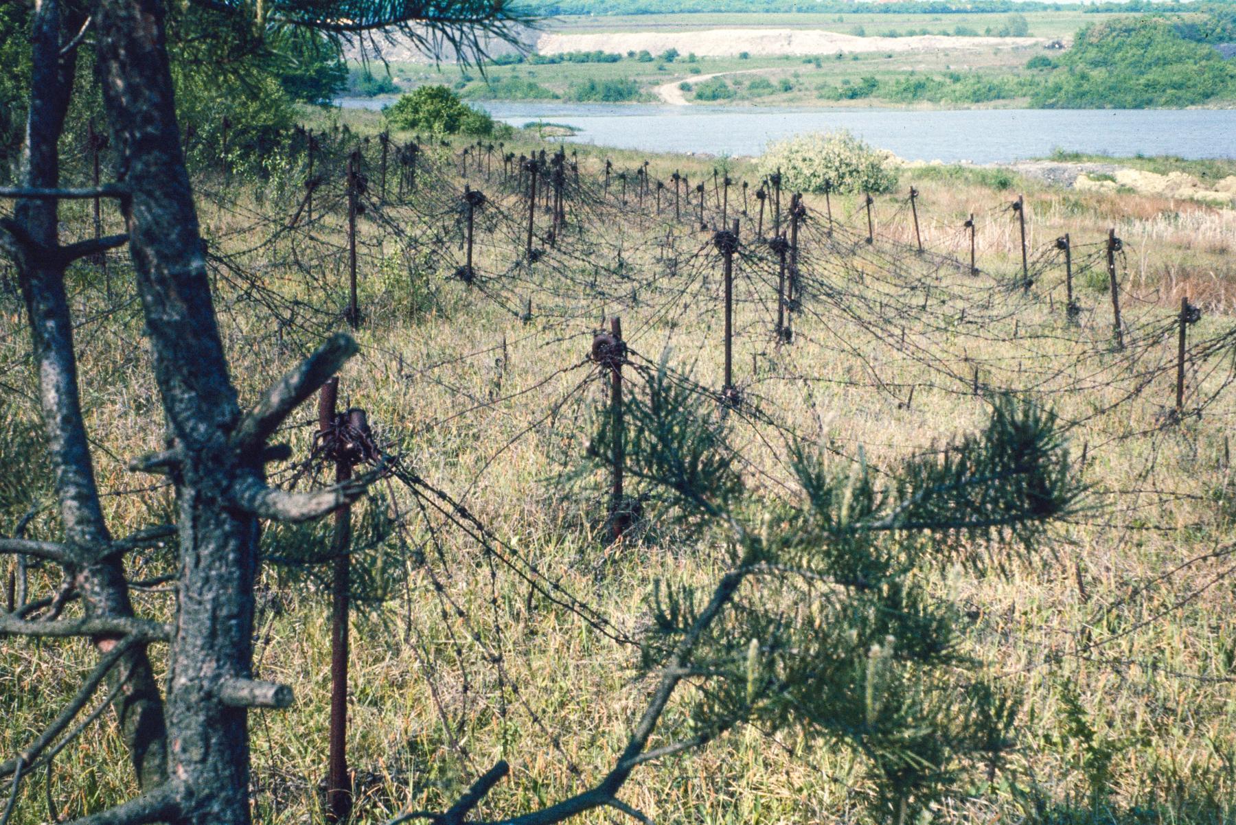 Ligne Maginot - TETING - A38 - (Ouvrage d'infanterie) - Réseau de barbelés près du bloc 3 - MANSUY Michel