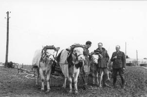 Ligne Maginot - ASCHBACH EST - O2 - (Casemate d'infanterie - Double) - Attelage de bœufs pour les travaux 
Lt Vialle et ??