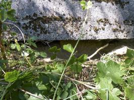 Ligne Maginot - BA44 - PRE HUGON - (Blockhaus pour arme infanterie) - 
