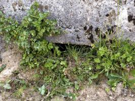 Ligne Maginot - BA74 - LE ROUILLY - (Blockhaus pour canon) - 