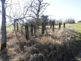 Ligne Maginot - LES CHATS 1 - FT - (Blockhaus pour arme infanterie) - Le réseau anti-char en avant du point d'appui. Tout à droite vers le haut, le bosquet ou se trouve le blockhaus C7b.