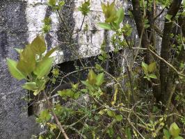 Ligne Maginot - BA82BIS - ROCROI SUD - (Blockhaus pour canon) - 