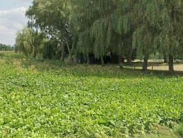 Ligne Maginot - BEF 746 - SAINTE MARGUERITE EST - (Blockhaus pour arme infanterie) - 