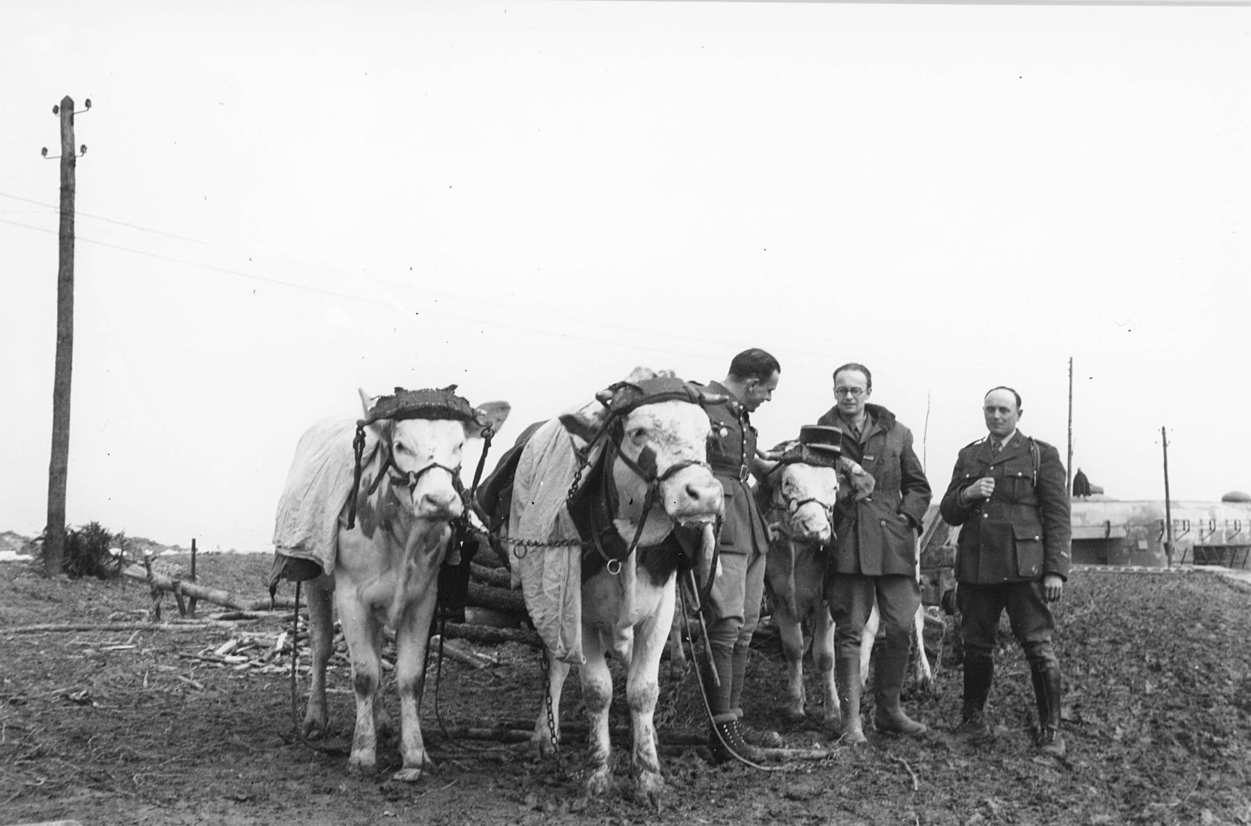 Ligne Maginot - ASCHBACH EST - O2 - (Casemate d'infanterie - Double) - Attelage de bœufs pour les travaux 
Lt Vialle et ?? - Inconnu