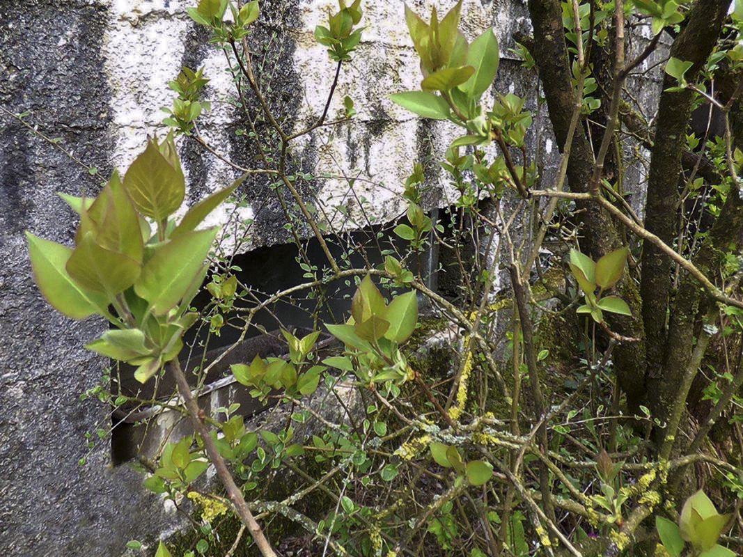 Ligne Maginot - BA82BIS - ROCROI SUD - (Blockhaus pour canon) - 