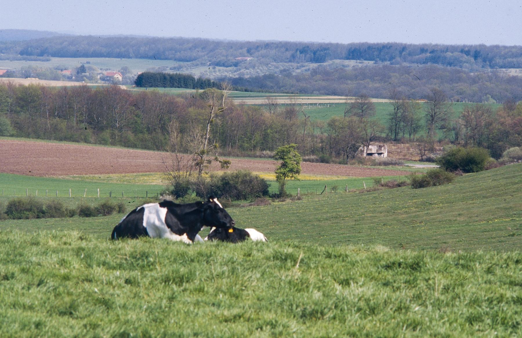 Ligne Maginot - MC23B - MC25 - (Blockhaus lourd type STG / STG-FCR - Double) - Vue depuis le Rebberg - MANSUY Michel