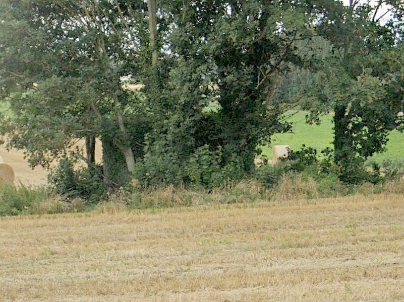 Ligne Maginot - B263 - LE VERTUQUET - (Blockhaus pour canon) -  - GoogleEarth Streetview