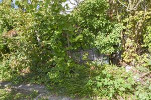 Ligne Maginot - 49 - BUSSIERE OUEST 2 - (Blockhaus pour arme infanterie) - Le blockhaus disparait sous le lierre et la végétation